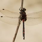 Männchen der Kleinen Moosjungfer (Leucorrhinia dubia)