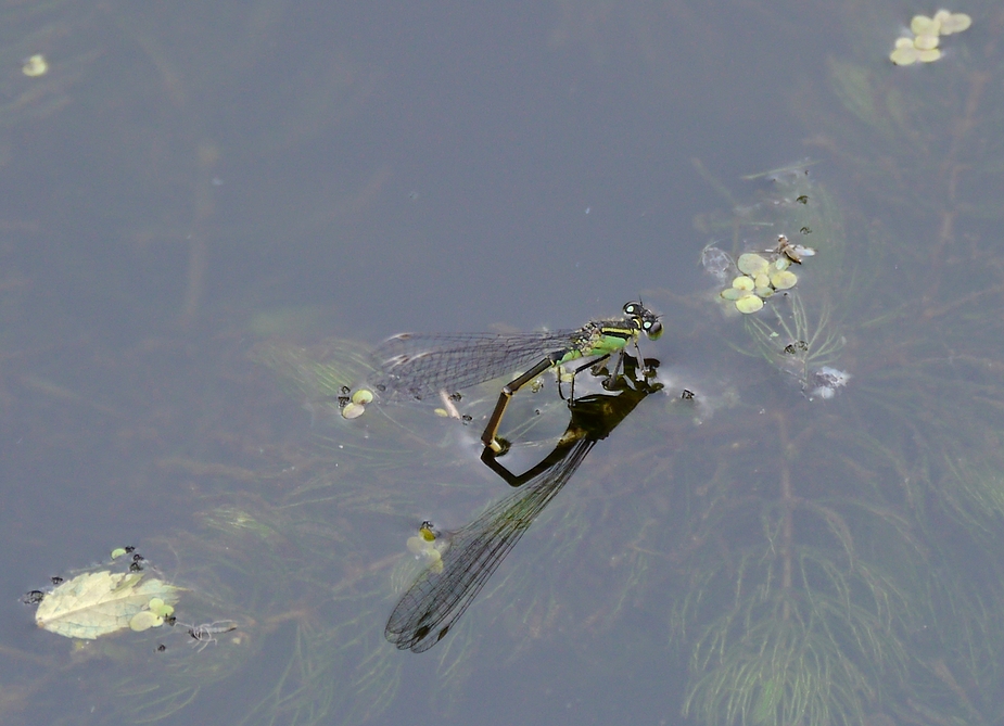 Männchen der Kleinen Pechlibelle