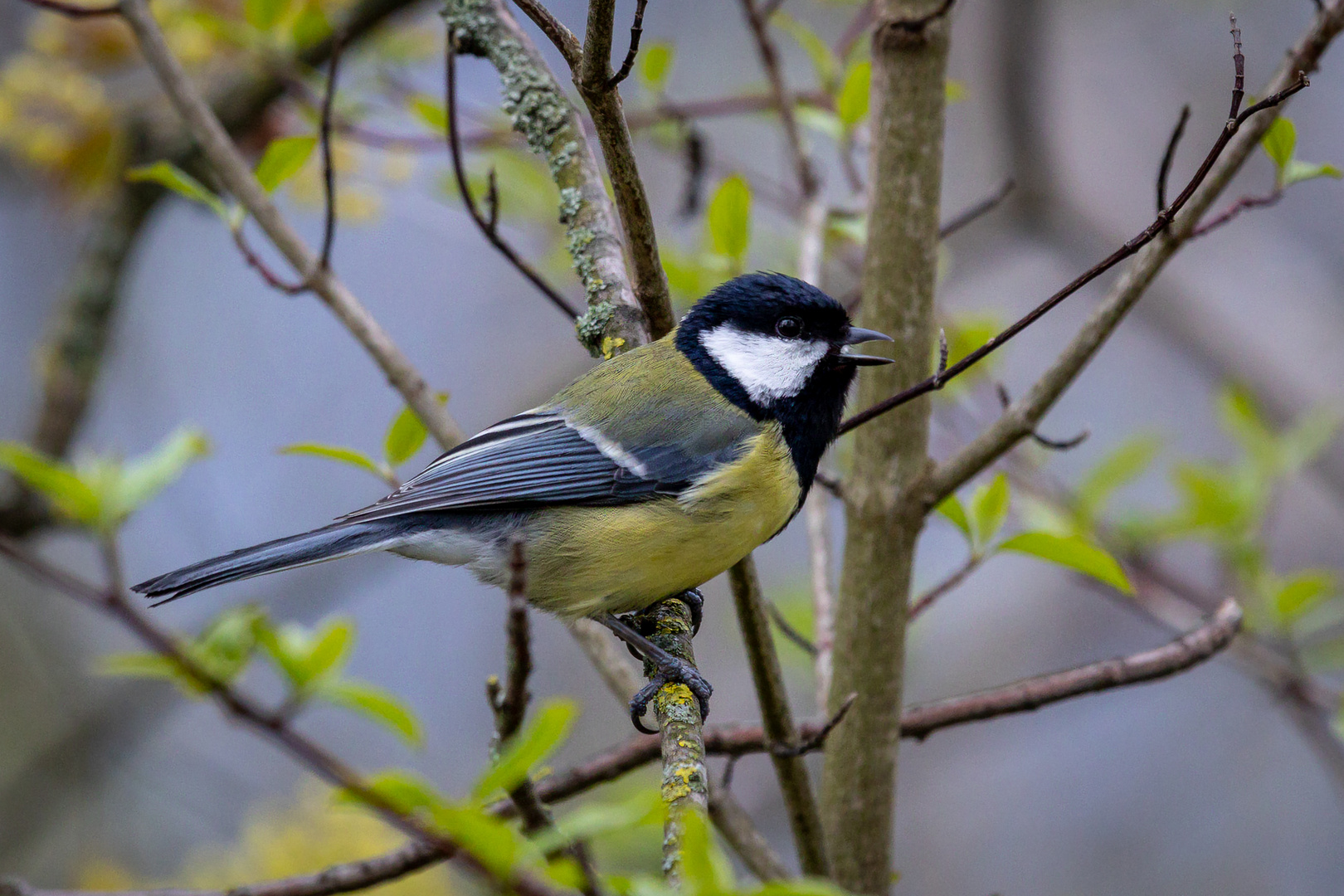 Männchen der Kohlmeise  Parus major