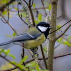 Männchen der Kohlmeise  Parus major