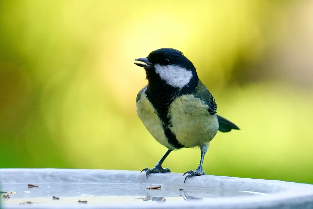 Männchen der Kohlmeise (Parus major)