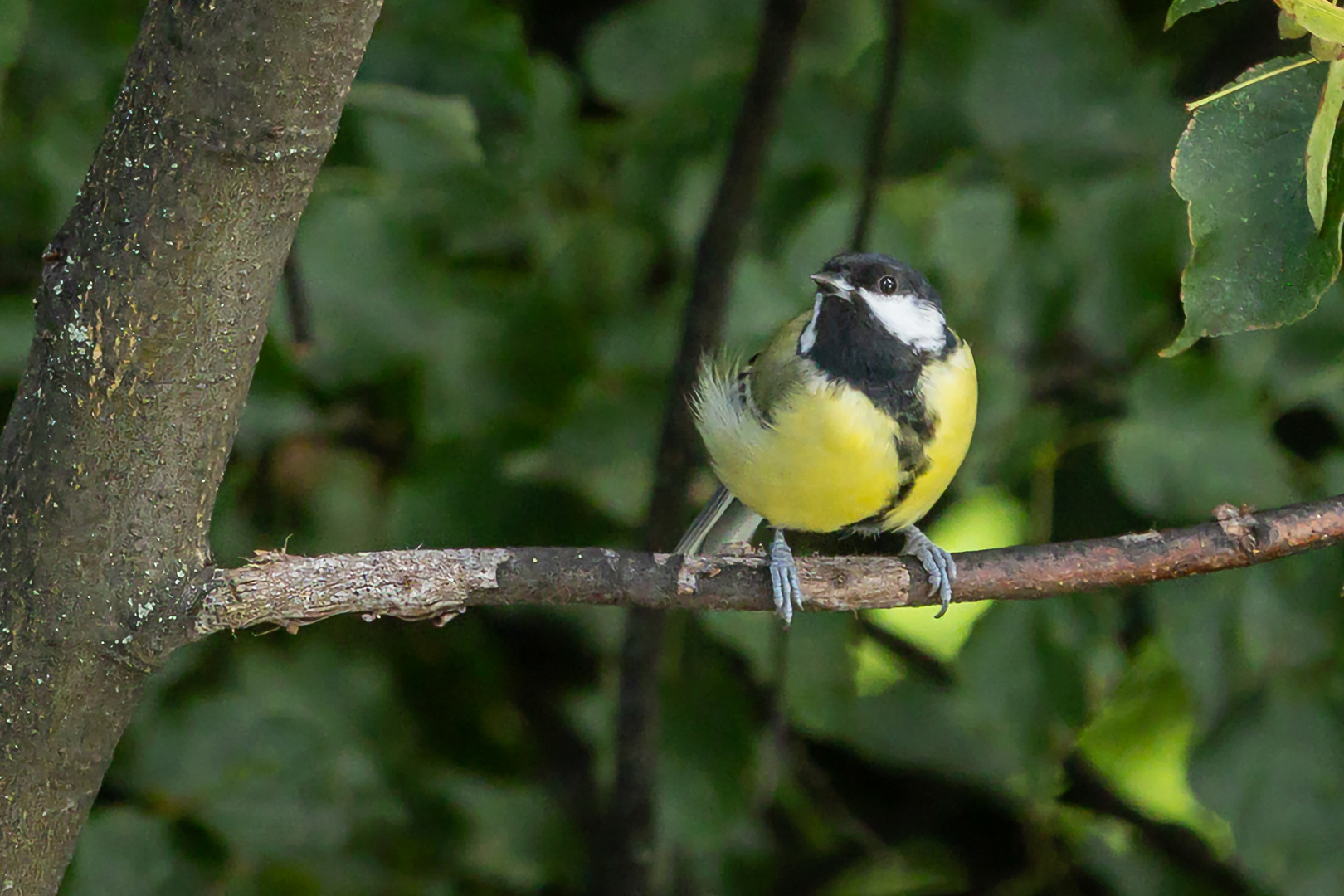 Männchen der Kohlmeise  Parus major