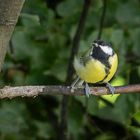 Männchen der Kohlmeise  Parus major