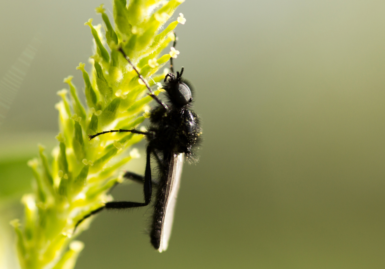 Männchen der Märzfliege 