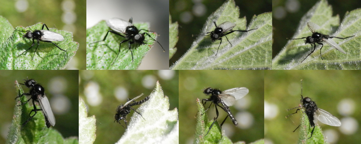 Männchen der Märzfliege (Bibio marci) - Makro-Collage