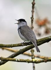 Männchen der Mönchsgrasmücke am Singen