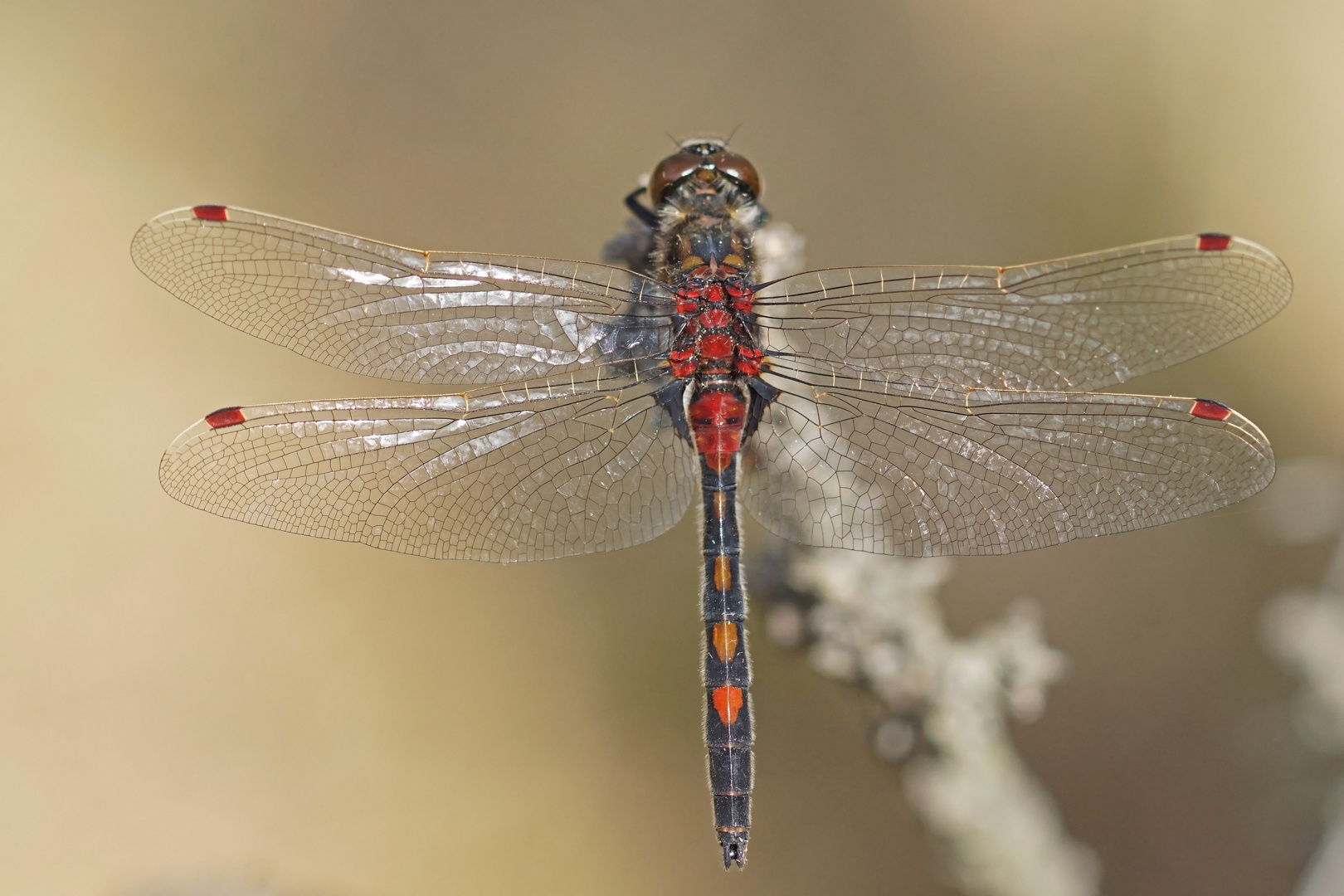 Männchen der Nordischen Moosjungfer (Leucorrhinia rubicunda)