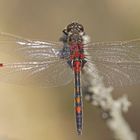 Männchen der Nordischen Moosjungfer (Leucorrhinia rubicunda)