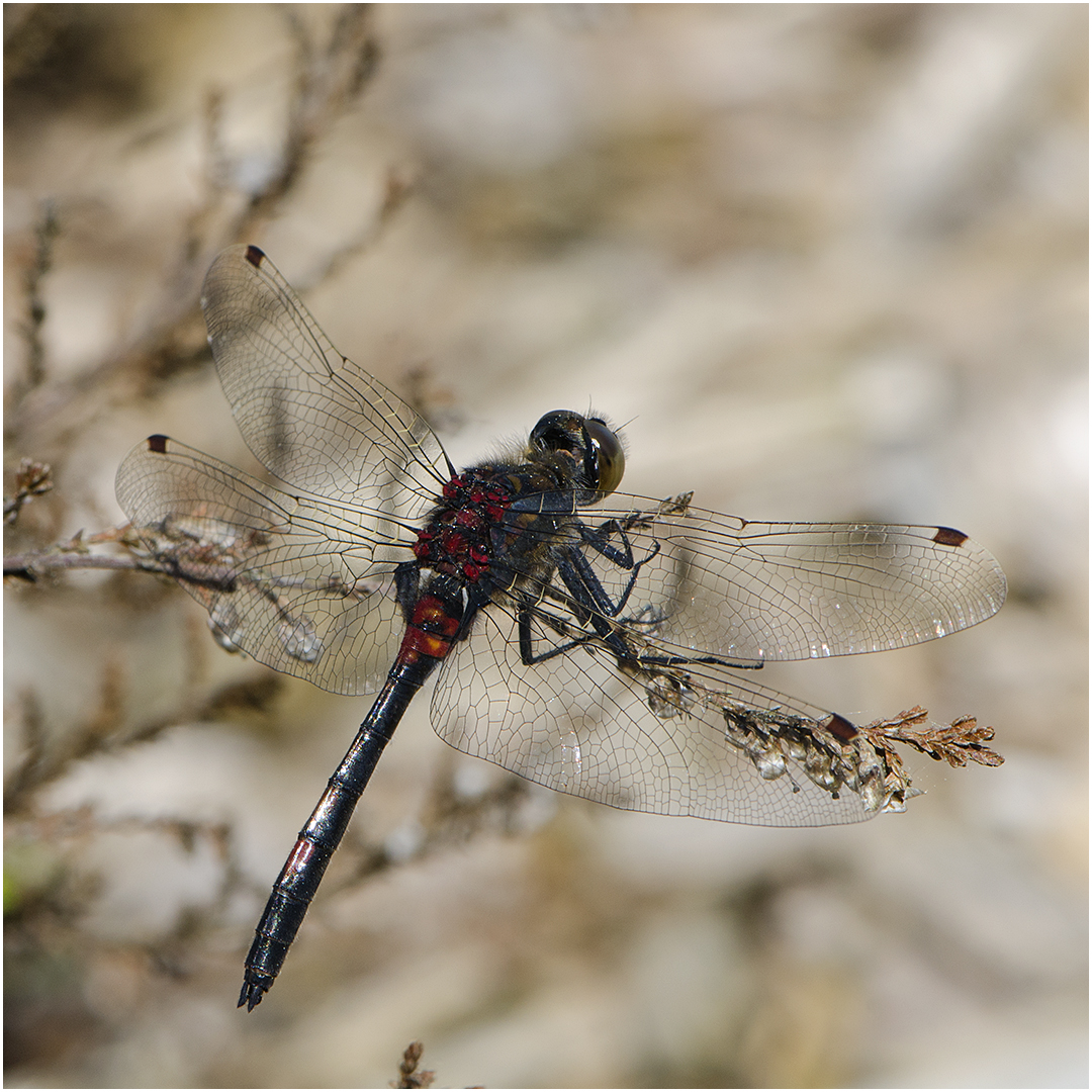 Männchen der Nordischen Moosjungfer (Leucorrhinia rubicunda). . .