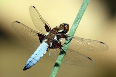 Männchen der Plattbauch-Libelle