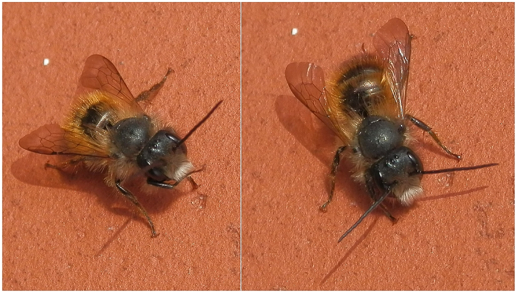 Männchen der Roten Mauerbiene (Osmia bicornis) auf der warmen Hauswand