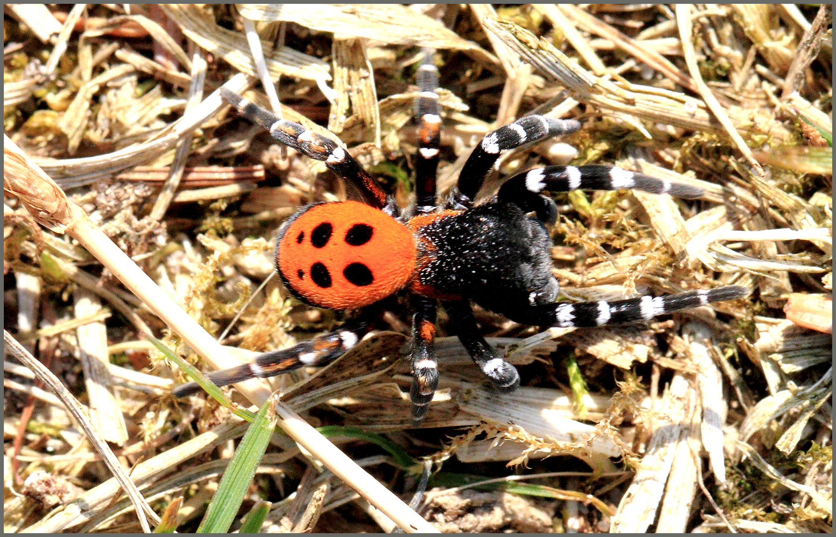 Männchen der Roten Röhrenspinne