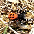 Männchen der Roten Röhrenspinne