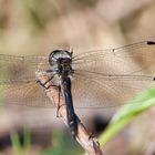 Männchen der Schwarzen Heidelibelle