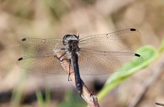 Männchen der Schwarzen Heidelibelle