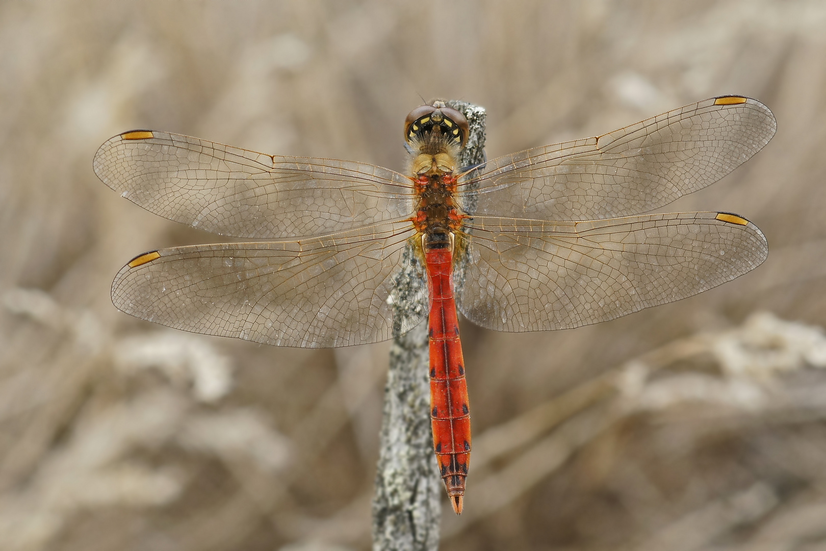 Männchen der Sumpf-Heidelibelle (Sympetrum depressiusculum)