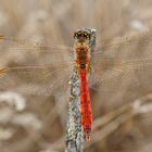 Männchen der Sumpf-Heidelibelle (Sympetrum depressiusculum)