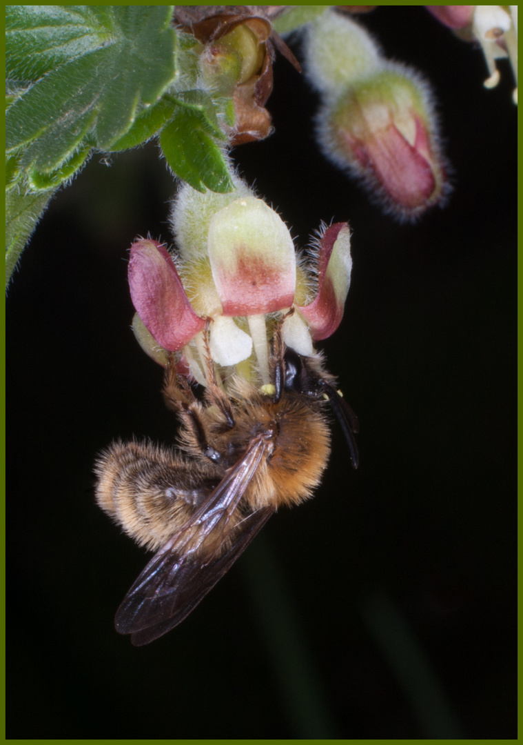 Männchen der Weiden-Seidenbiene (Colletes cunicularius)