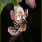 Männchen der Weiden-Seidenbiene (Colletes cunicularius)