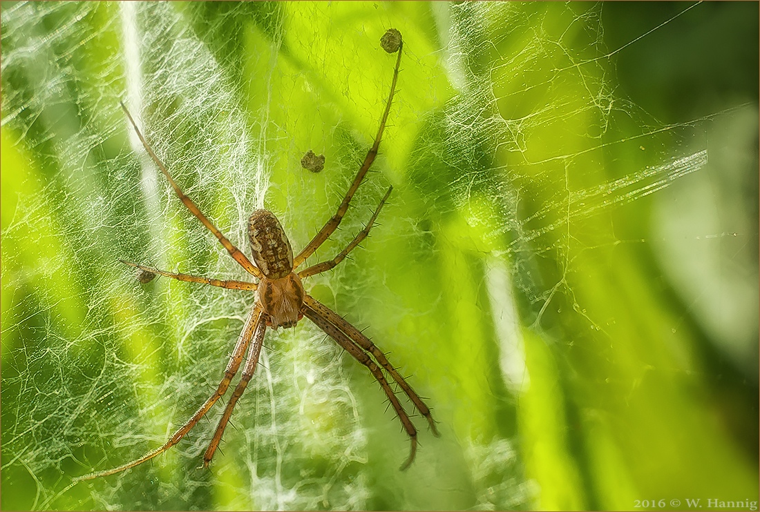 Männchen der Wespenspinne