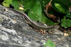 Männchen der Zauneidechse (Lacerta agilis)