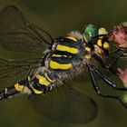 Männchen der Zweigestreiften Quelljungfer (Cordulegaster boltoni) FÜR GERDT