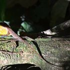 Männchen des Anolis Norops cupreus oder Norops oxylophus