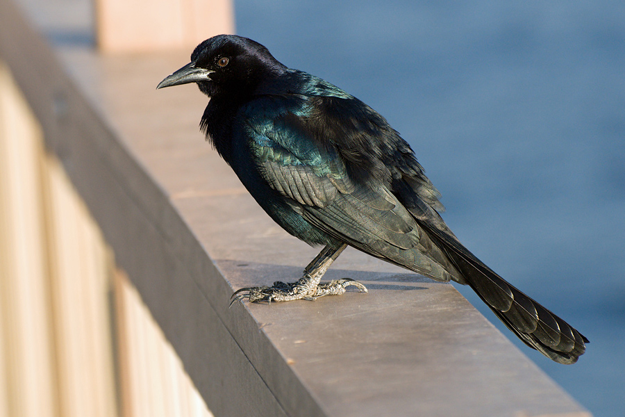 Männchen des Bootschwanzgrackels