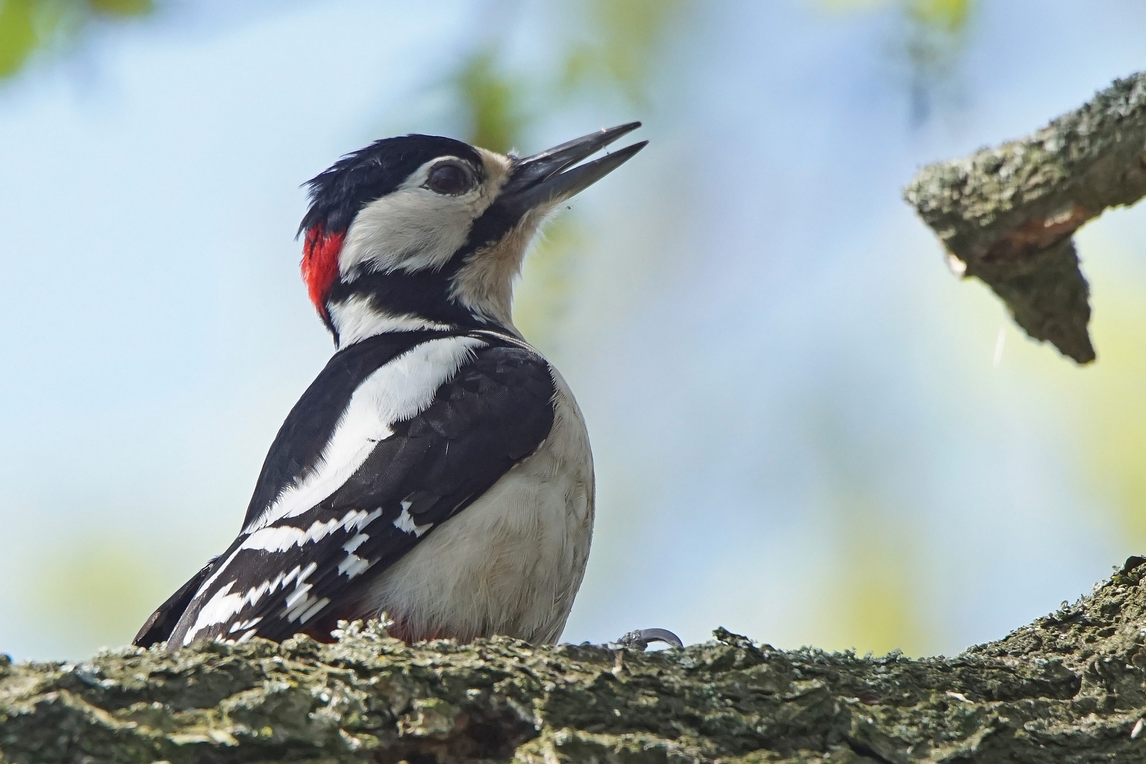 Männchen des Buntspechtes (Dendrocopus major)