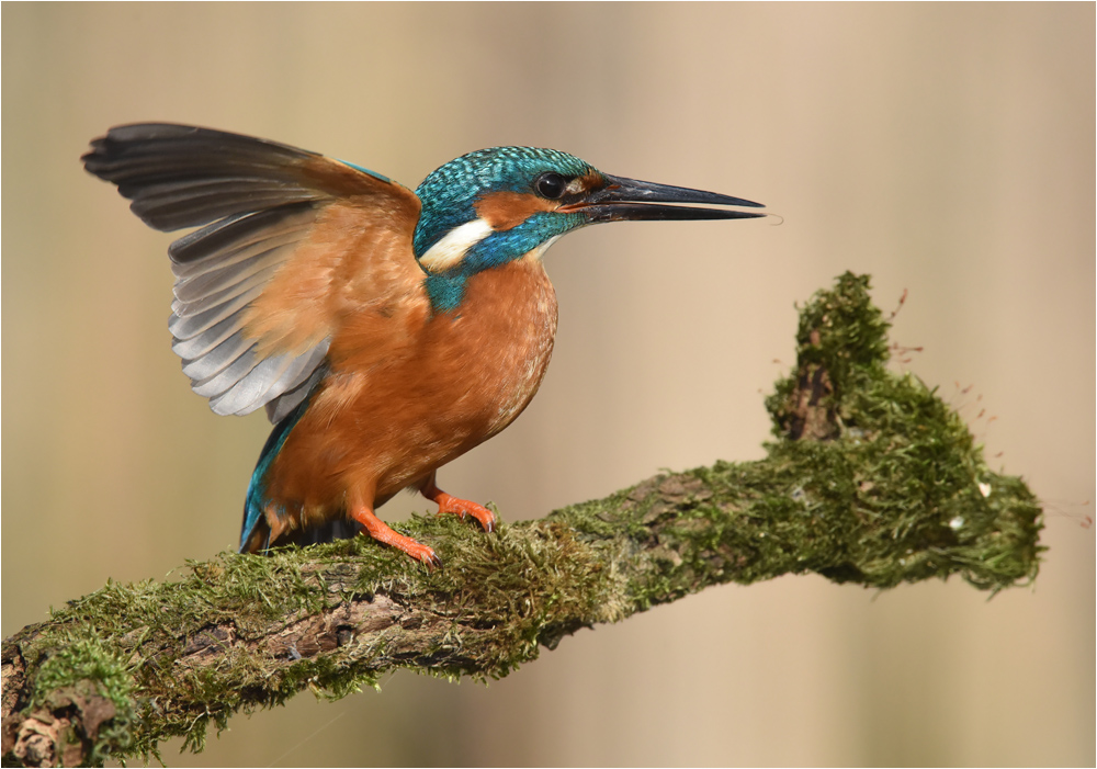 Männchen des Eisvogels