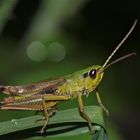 Männchen des Gemeinen Grashüpfers (Chorthippus parallelus)