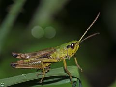 Männchen des Gemeinen Grashüpfers (Chorthippus parallelus)