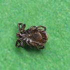 Männchen des Gemeinen Holzbocks (Ixodes ricinus) von unten