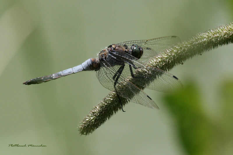 Männchen des Großen Blaupfeils