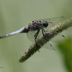 Männchen des Großen Blaupfeils