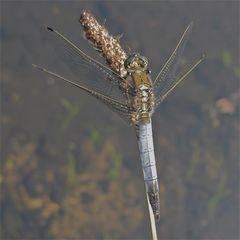 Männchen des Großen Blaupfeils (Orethrum cancellatum) FÜR REINHARD UND IRINA!