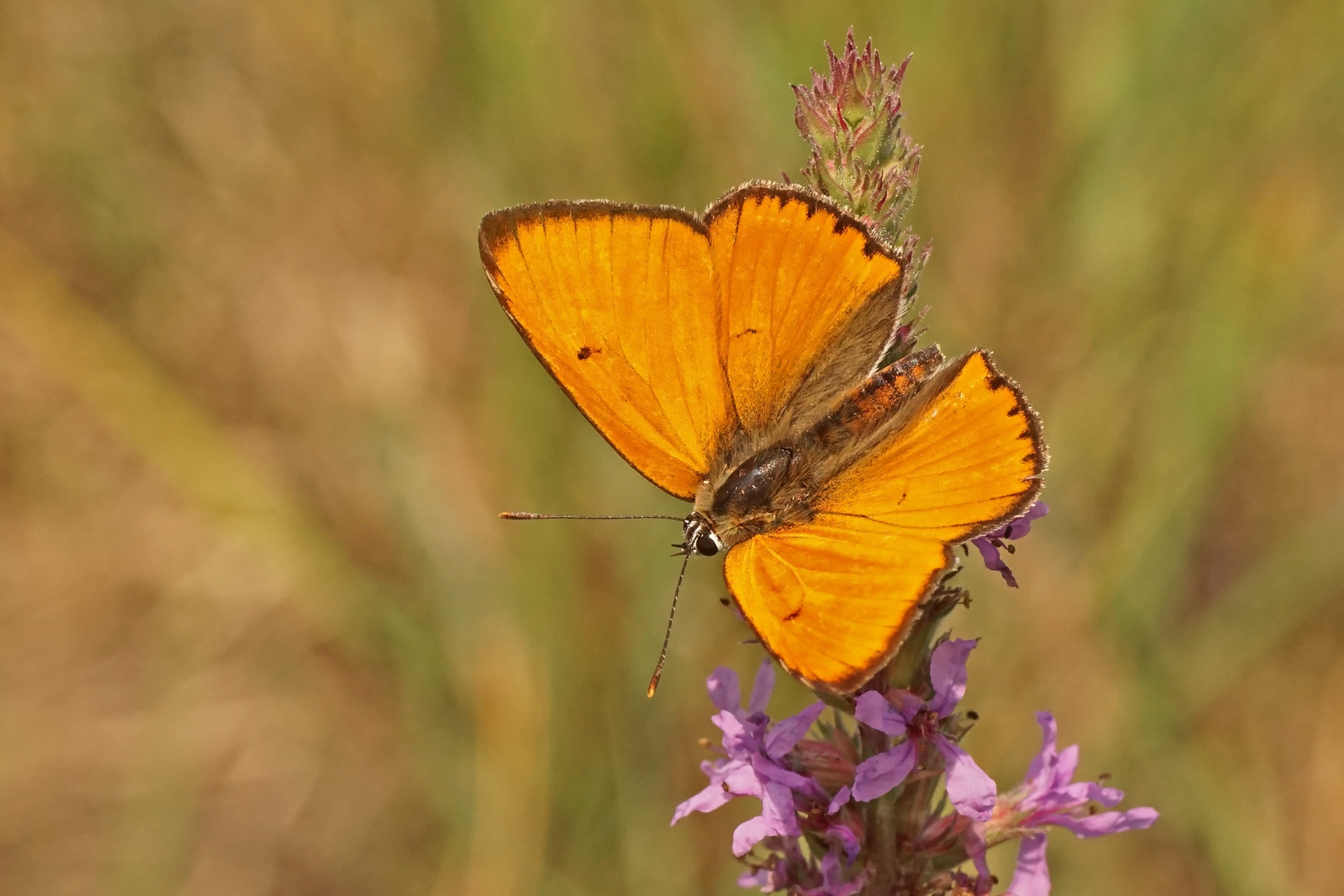 Männchen des Großen Feuerfalters (Lycaena dispar ssp.rutila)