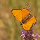 Männchen des Großen Feuerfalters (Lycaena dispar ssp.rutila)