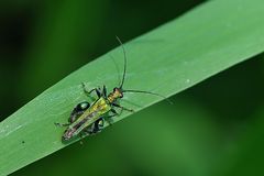 Männchen des grünen Scheinbockkäfers (Oedemera nobilis)