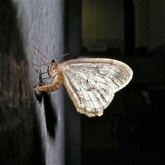 Männchen des Kleinen Frostspanners (Operopthera brumata), Unterseite