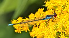 Männchen des Kleinen Granatauges (Erythromma viridulum)