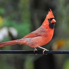 Männchen des Northern Cardinal (Cardinalis cardinalis)