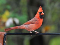 Männchen des Northern Cardinal (Cardinalis cardinalis)