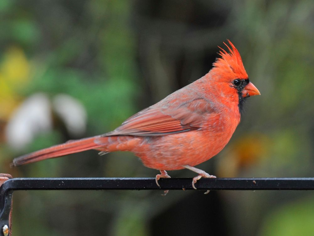 Männchen des Northern Cardinal (Cardinalis cardinalis)