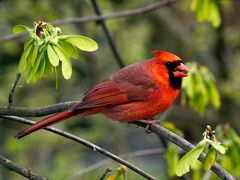 Männchen des Northern Cardinal (Cardinalis cardinalis)