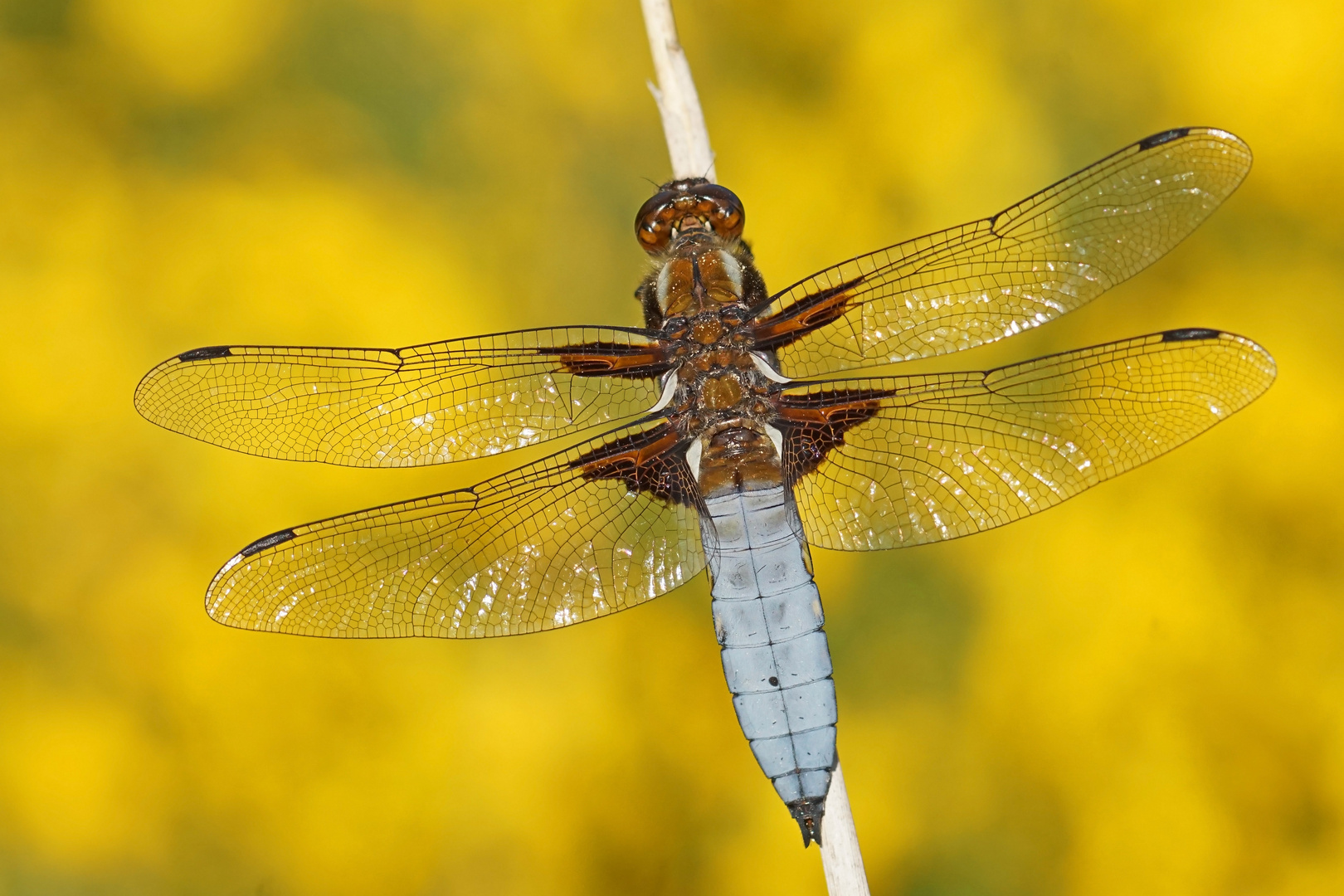 Männchen des Plattbauch (Libellula depressa)