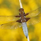 Männchen des Plattbauch (Libellula depressa)