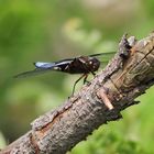 Männchen des Plattbauchs - Libelle