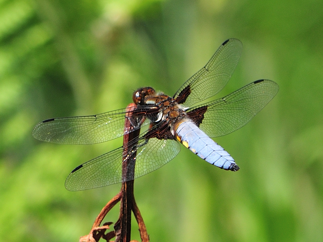 Männchen des Plattbauchs - Libelle