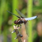 Männchen des Plattbauchs - Libelle